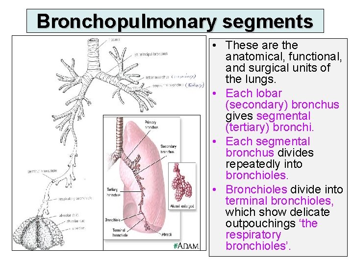 Bronchopulmonary segments • These are the anatomical, functional, and surgical units of the lungs.