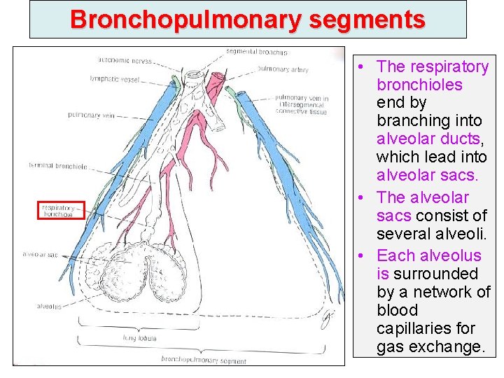 Bronchopulmonary segments • The respiratory bronchioles end by branching into alveolar ducts, which lead