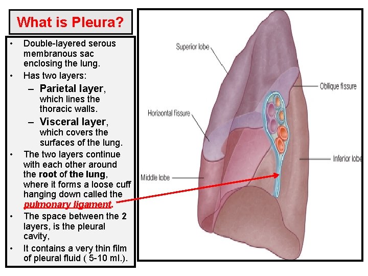 What is Pleura? • • Double-layered serous membranous sac enclosing the lung. Has two