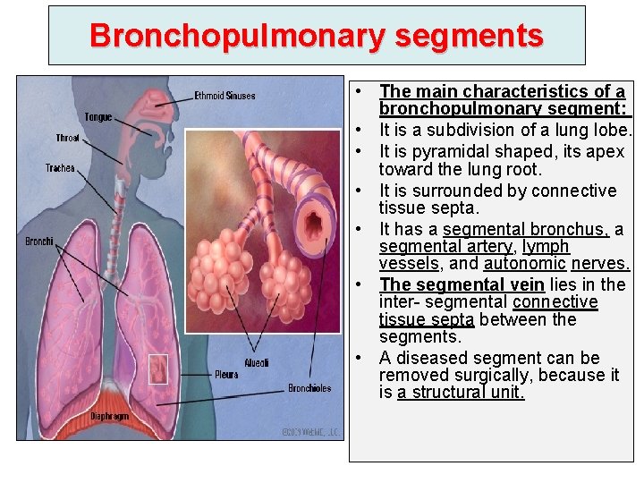 Bronchopulmonary segments • The main characteristics of a bronchopulmonary segment: • It is a