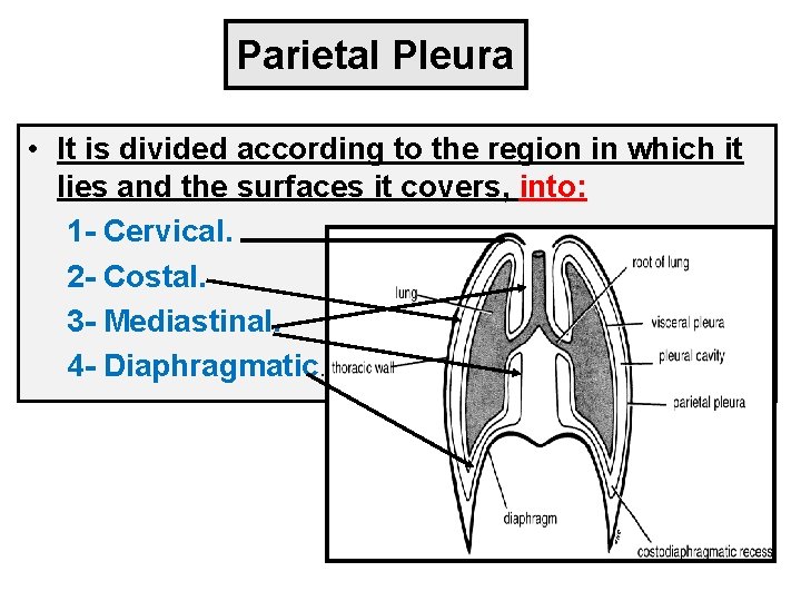 Parietal Pleura • It is divided according to the region in which it lies