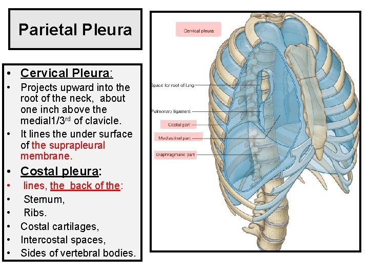 Parietal Pleura • Cervical Pleura: • Projects upward into the root of the neck,