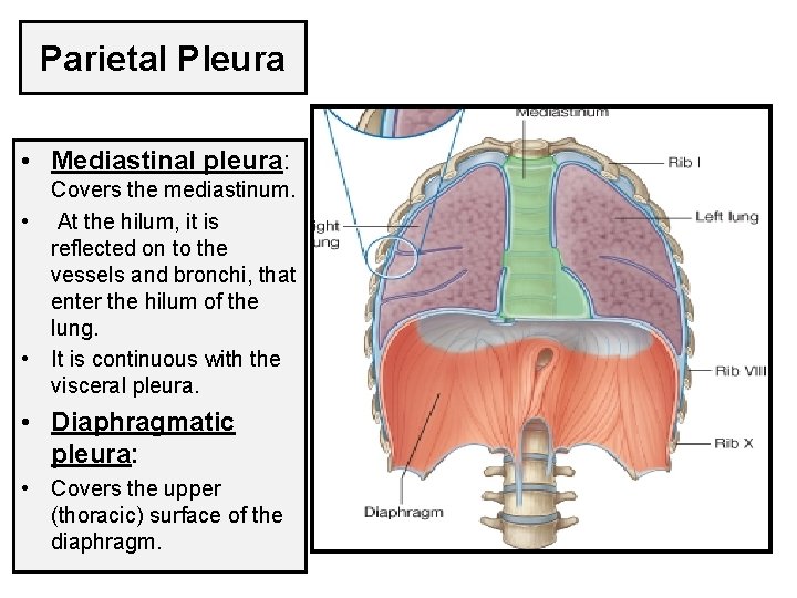 Parietal Pleura • Mediastinal pleura: Covers the mediastinum. • At the hilum, it is