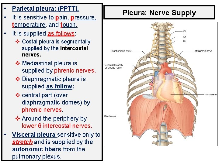  • Parietal pleura: (PPTT). • It is sensitive to pain, pressure, temperature, and