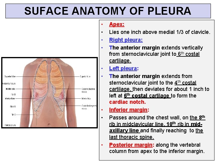 SUFACE ANATOMY OF PLEURA • • • Apex: Lies one inch above medial 1/3