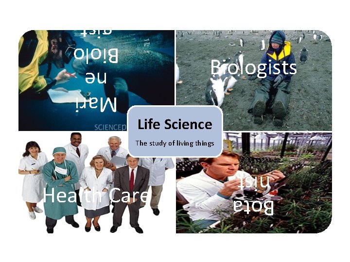 Biologists Life Science Mari ne Biolo gist The study of living things Bota nist