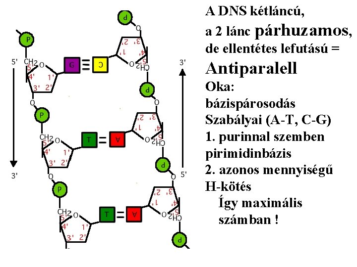 A DNS kétláncú, a 2 lánc párhuzamos, de ellentétes lefutású = Antiparalell Oka: bázispárosodás