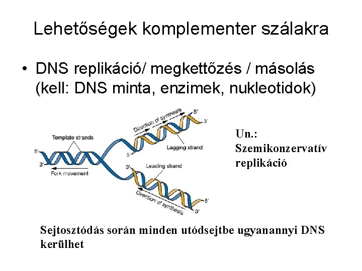 Lehetőségek komplementer szálakra • DNS replikáció/ megkettőzés / másolás (kell: DNS minta, enzimek, nukleotidok)