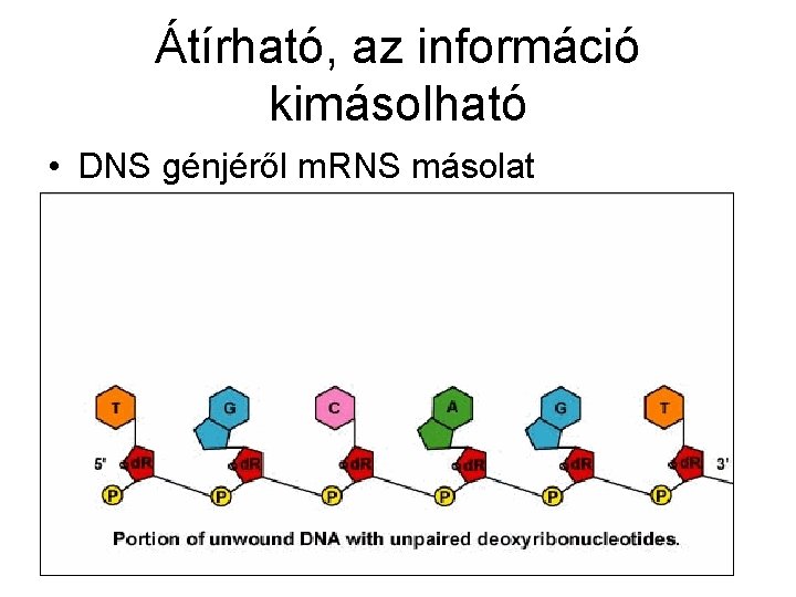 Átírható, az információ kimásolható • DNS génjéről m. RNS másolat 