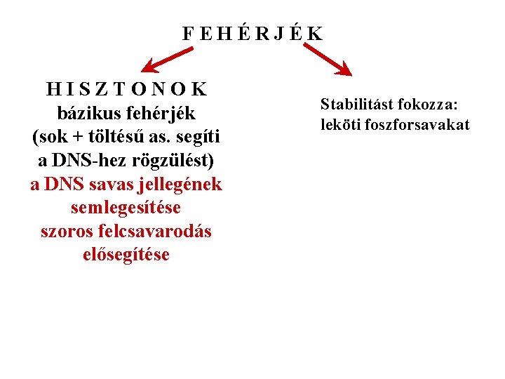 FEHÉRJÉK HISZTONOK bázikus fehérjék (sok + töltésű as. segíti a DNS-hez rögzülést) a DNS