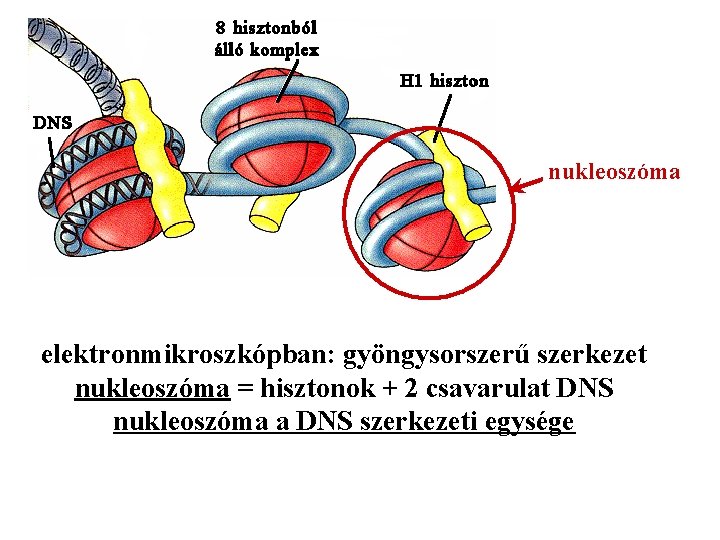 nukleoszóma elektronmikroszkópban: gyöngysorszerű szerkezet nukleoszóma = hisztonok + 2 csavarulat DNS nukleoszóma a DNS