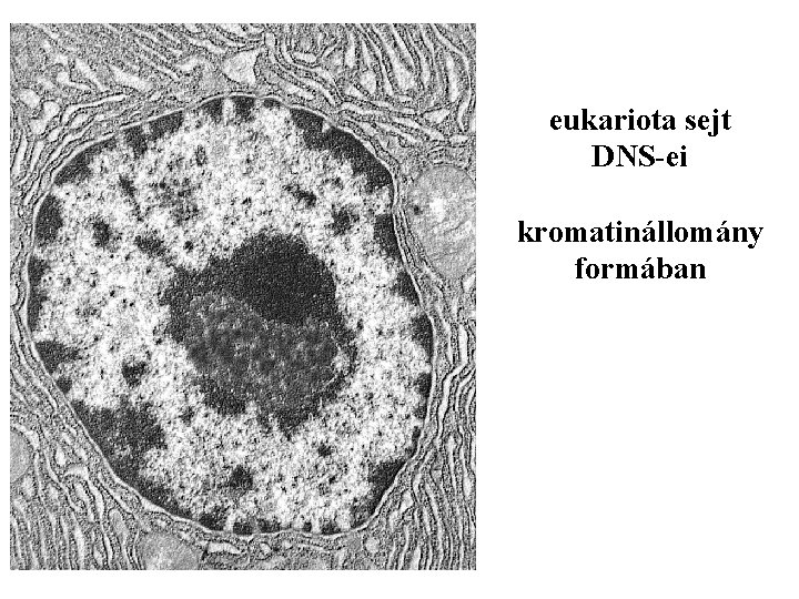 eukariota sejt DNS-ei kromatinállomány formában 