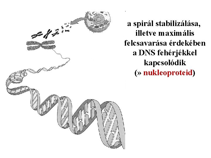 a spirál stabilizálása, illetve maximális felcsavarása érdekében a DNS fehérjékkel kapcsolódik (» nukleoproteid) 