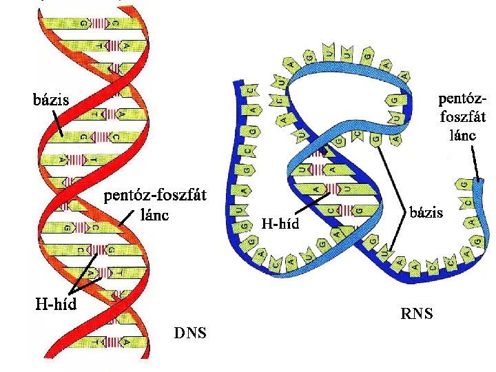 RNS DNS 