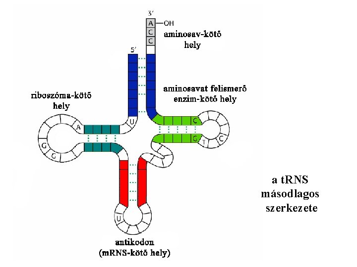a t. RNS másodlagos szerkezete 