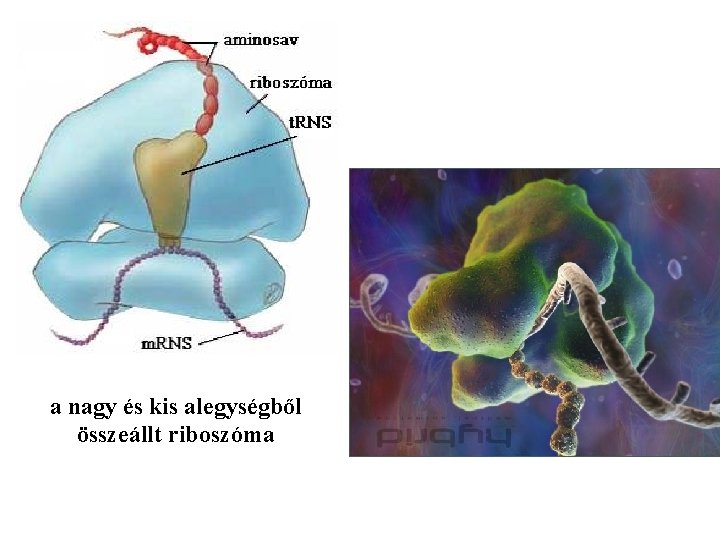 a nagy és kis alegységből összeállt riboszóma 