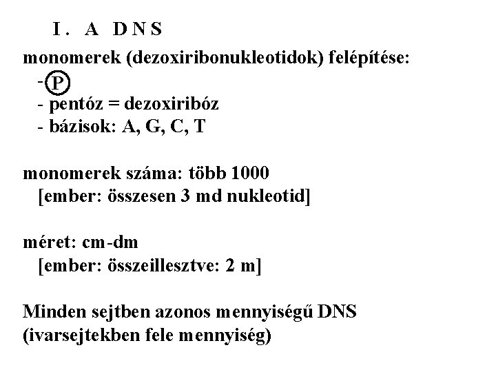 I. A DNS monomerek (dezoxiribonukleotidok) felépítése: - P - pentóz = dezoxiribóz - bázisok: