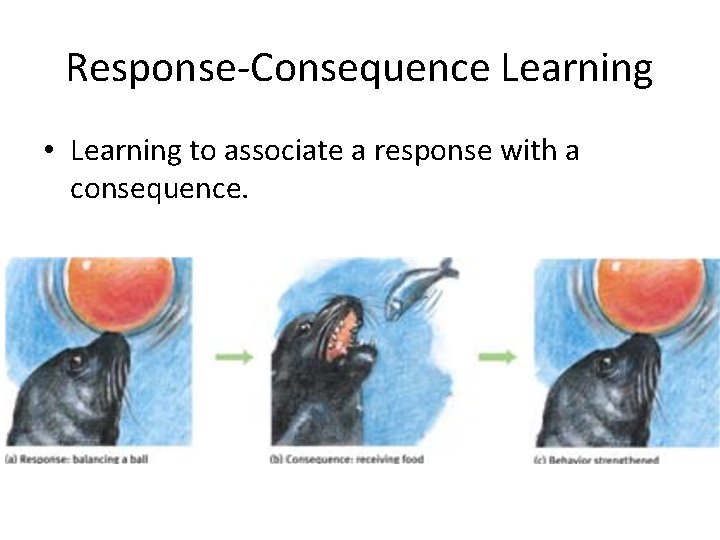 Response‐Consequence Learning • Learning to associate a response with a consequence. 