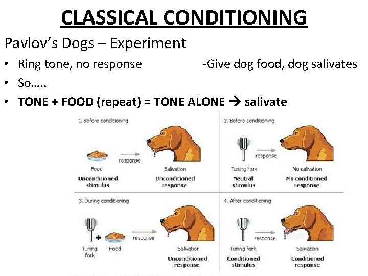 CLASSICAL CONDITIONING Pavlov’s Dogs – Experiment • Ring tone, no response ‐Give dog food,