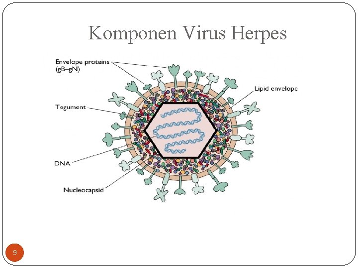 Komponen Virus Herpes 9 