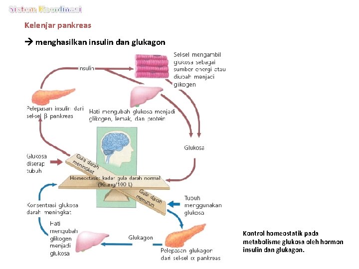 Kelenjar pankreas menghasilkan insulin dan glukagon Kontrol homeostatik pada metabolisme glukosa oleh hormon insulin