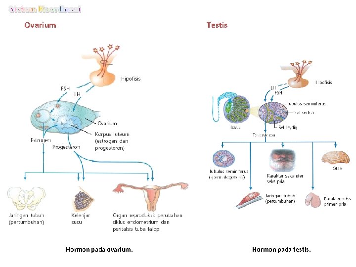 Ovarium Testis Hormon pada ovarium. Hormon pada testis. 