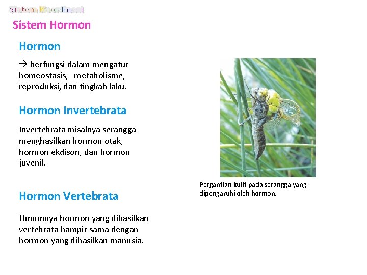 Sistem Hormon berfungsi dalam mengatur homeostasis, metabolisme, reproduksi, dan tingkah laku. Hormon Invertebrata misalnya