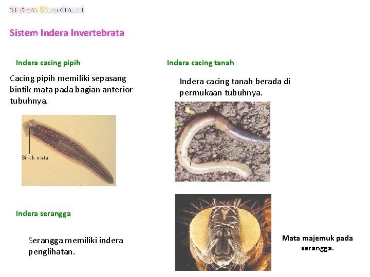 Sistem Indera Invertebrata Indera cacing pipih Cacing pipih memiliki sepasang bintik mata pada bagian Sistem Indera Invertebrata Indera cacing pipih Cacing pipih memiliki sepasang bintik mata pada bagian