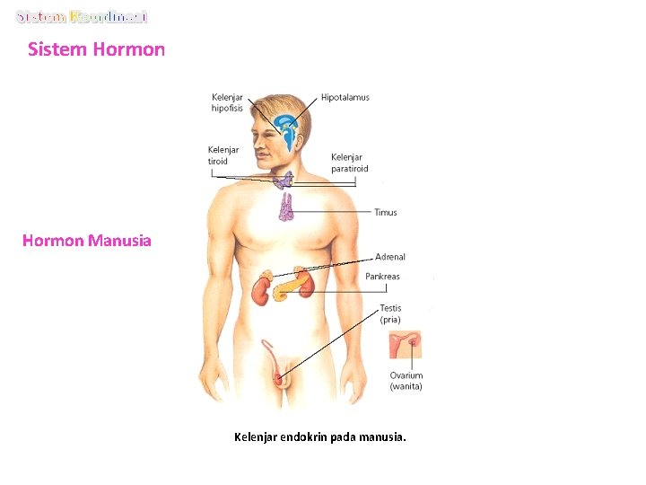 Sistem Hormon Manusia Kelenjar endokrin pada manusia. 