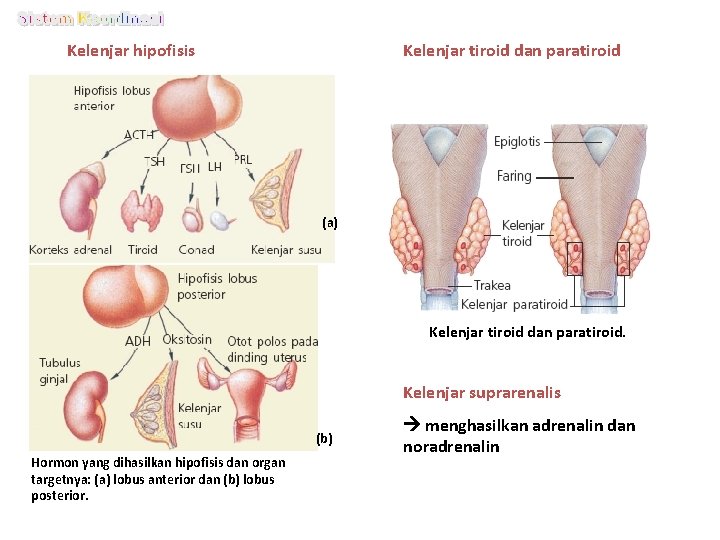 Kelenjar hipofisis Kelenjar tiroid dan paratiroid (a) Kelenjar tiroid dan paratiroid. Kelenjar suprarenalis (b) Kelenjar hipofisis Kelenjar tiroid dan paratiroid (a) Kelenjar tiroid dan paratiroid. Kelenjar suprarenalis (b)