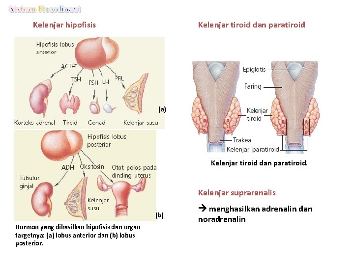 Kelenjar hipofisis Kelenjar tiroid dan paratiroid (a) Kelenjar tiroid dan paratiroid. Kelenjar suprarenalis (b)