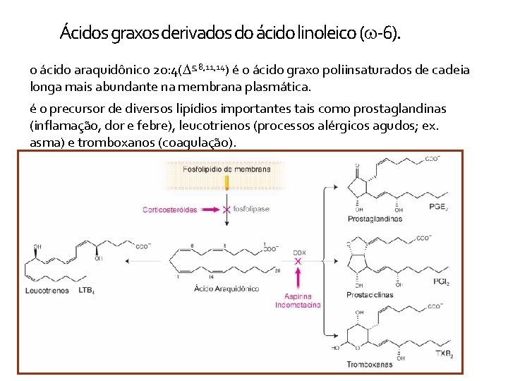 Ácidos graxos derivados do ácido linoleico (w-6). o ácido araquidônico 20: 4(D 5, 8,