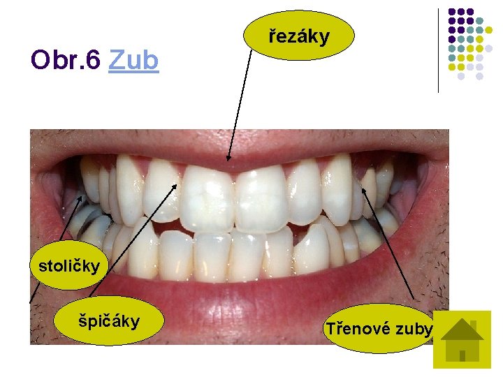 Obr. 6 Zub řezáky stoličky špičáky Třenové zuby 