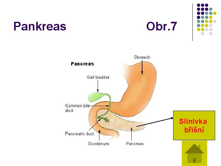 Pankreas Obr. 7 Slinivka břišní 