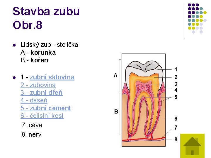 Stavba zubu Obr. 8 l Lidský zub - stolička A - korunka B -