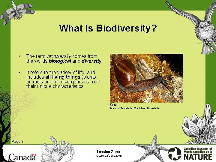 What Is Biodiversity? • The term biodiversity comes from the words biological and diversity.