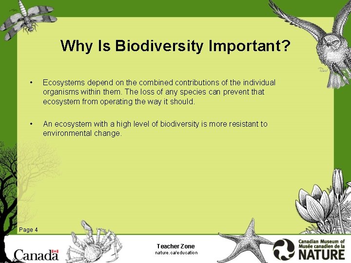 Why Is Biodiversity Important? • Ecosystems depend on the combined contributions of the individual