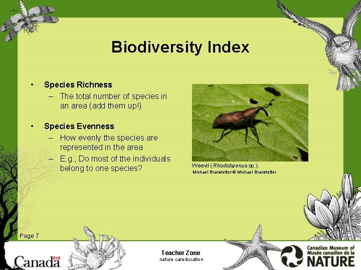 Biodiversity Index • Species Richness – The total number of species in an area