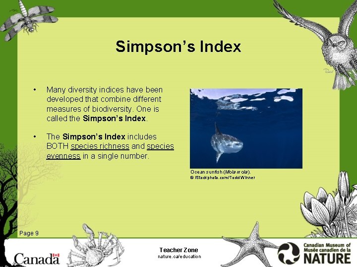 Simpson’s Index • Many diversity indices have been developed that combine different measures of