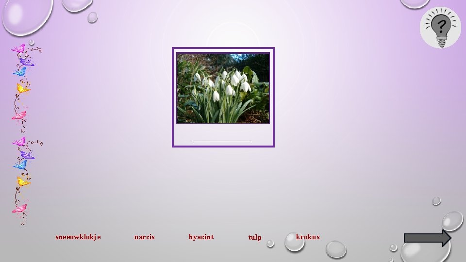 ________ sneeuwklokje narcis hyacint tulp krokus 