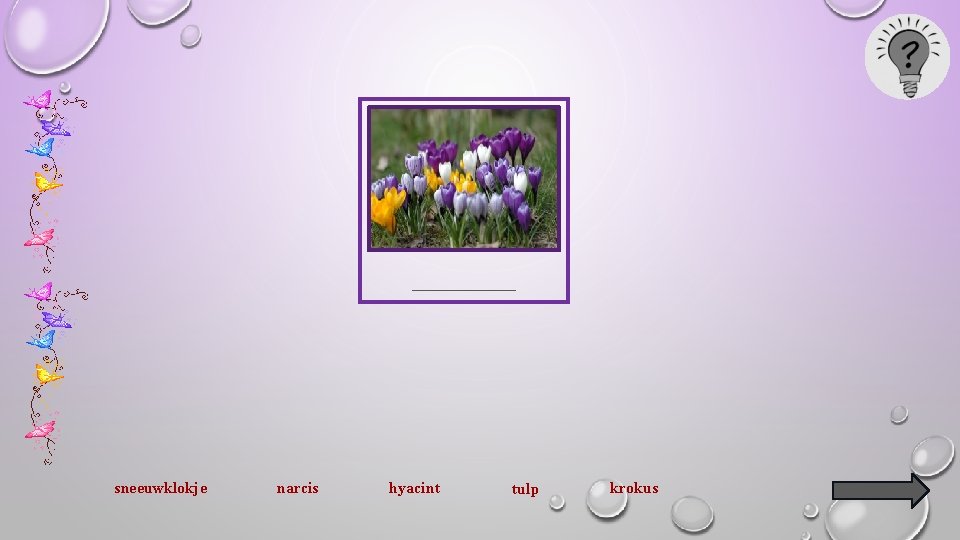 _______ sneeuwklokje narcis hyacint tulp krokus 