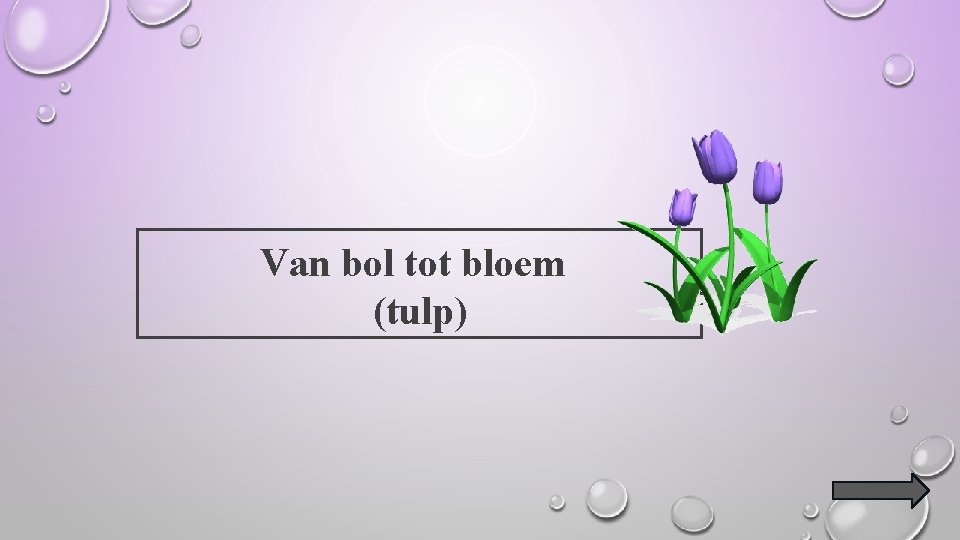 Van bol tot bloem (tulp) 