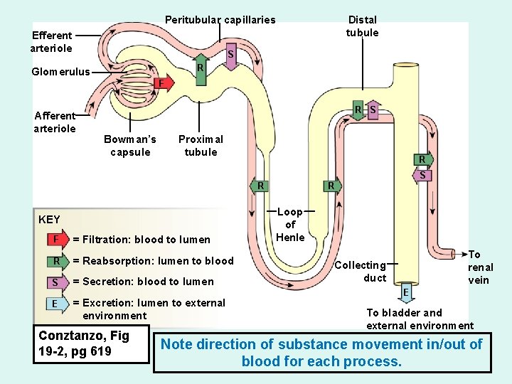 Peritubular capillaries Efferent arteriole Distal tubule S R Glomerulus F Afferent arteriole R S