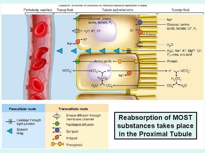 Reabsorption of MOST substances takes place in the Proximal Tubule 