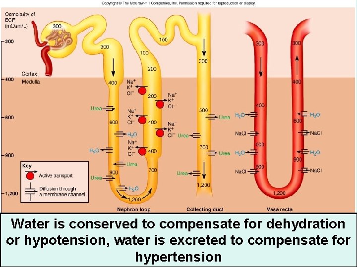 Figure 23. 19 Water is conserved to compensate for dehydration or hypotension, water is