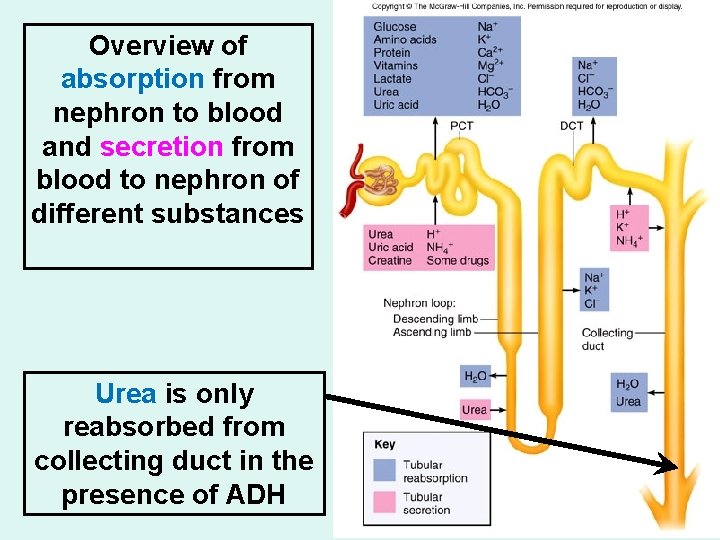 Overview of absorption from nephron to blood and secretion from blood to nephron of