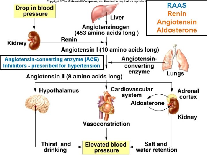 RAAS Renin Angiotensin Aldosterone Angiotensin-converting enzyme (ACE) Inhibitors - prescribed for hypertension 