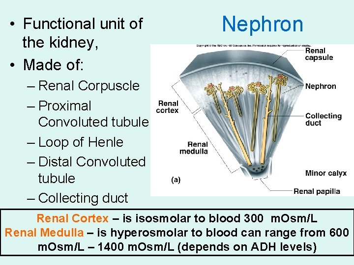  • Functional unit of the kidney, • Made of: Nephron – Renal Corpuscle