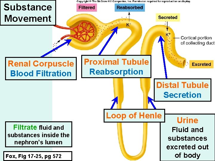 Substance Movement Renal Corpuscle Blood Filtration Proximal Tubule Reabsorption Distal Tubule Secretion Loop of