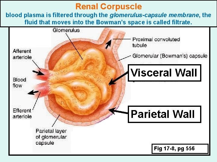 Renal Corpuscle blood plasma is filtered through the glomerulus-capsule membrane, the fluid that moves